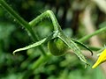 Solanum lycopersicum var. cerasiforme 2019-08-11 3656.jpg