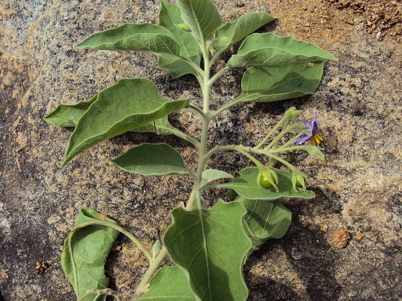 File:Solanum pubescens.jpg