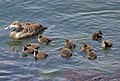 Female with ducklings; Helgoland, Germany