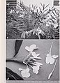 Some large-leaved ornamental plants for the tropics (1952) (20354253599).jpg