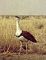 Provincial bird of Rajasthan