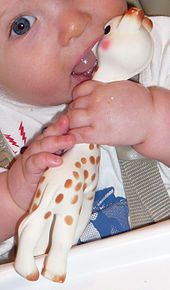 Sophie the Giraffe, a popular teether Sophie the Giraffe with baby.jpg