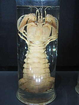 Bathysquilla crassispinosa