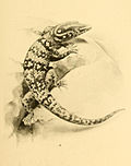 Miniatura para Sphaerodactylus copei