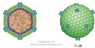 <i>Alphasphaerolipovirus</i> Genus of viruses