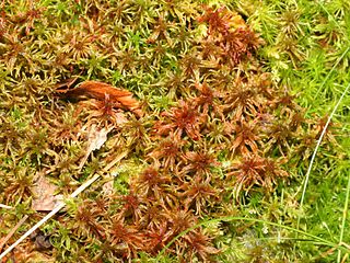 <i>Sphagnum warnstorfii</i> Species of moss