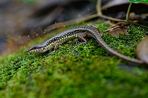 Sphenomorphus maculatus, Spotted forest skink.jpg