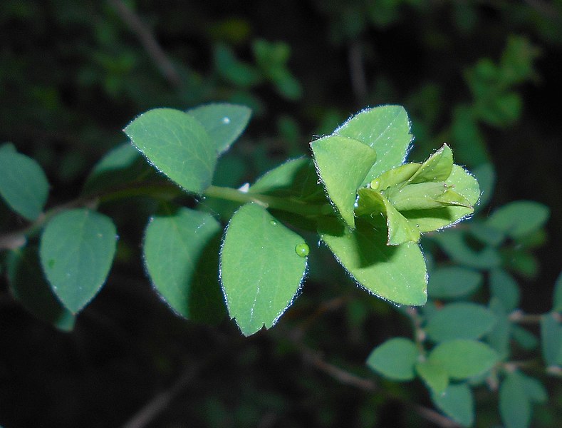 File:Spiraea hypericifolia 2016-05-17 0792b.jpg