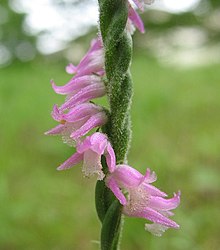 Spiranthes sinensis 2.jpg