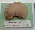 en:Spitidiscus rotula Sowerby, Lower en:Hauterivian, NE of General Kiselovo at the en:Sofia University "St. Kliment Ohridski" Museum of Paleontology and Historical Geology