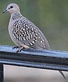 Streptopelia chinensis (Spilopelia chinensis)