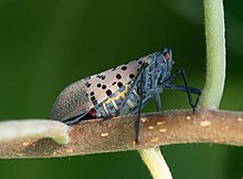 Spotted lanternfly in New York, where it is an invasive species Spotted lanternfly in BBG (42982).jpg