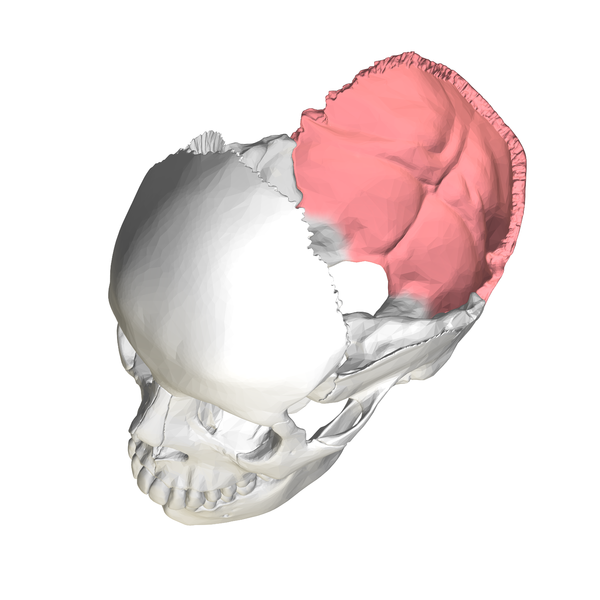 File:Squamous part of occipital bone04.png