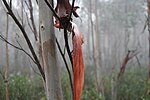 Миниатюра для Файл:Square Rock Walking Track, Namadgi National Park 27.jpg