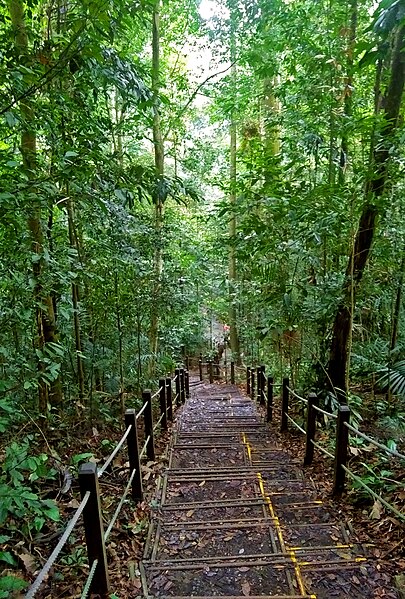 File:Stairs to Bukit Timah Hill summit.jpg