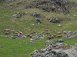 Stambecchi a Malciaussia