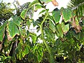 Starr-120522-5944-Amorphophallus titanum-leaves-Iao Tropical Gardens of Maui-Maui (25142930145).jpg