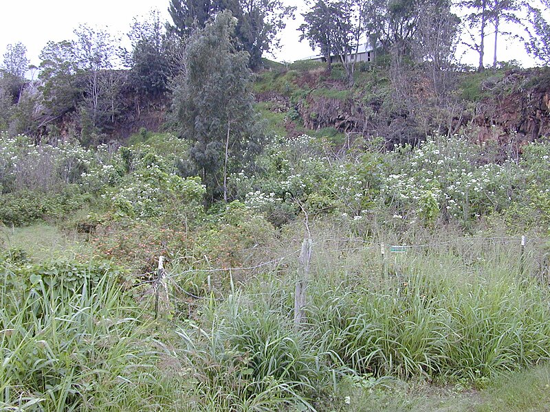 File:Starr 020103-0012 Montanoa hibiscifolia.jpg