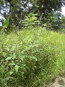 Starr 030807-0146 Desmodium tortuosum.jpg