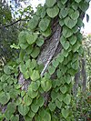 Tree trunk covered by a vine with large deltoid-shaped leaves