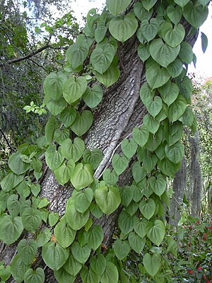 Merev 031108-0224 Dioscorea bulbifera.jpg