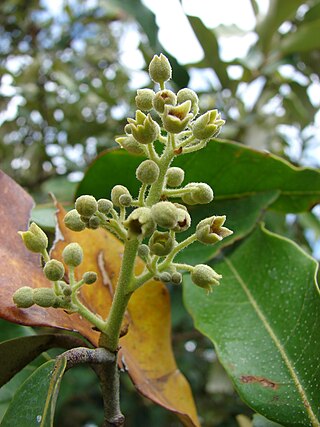 <i>Heritiera</i> Genus of flowering plants