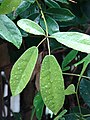 Tabebuia heterophylla (leaves)