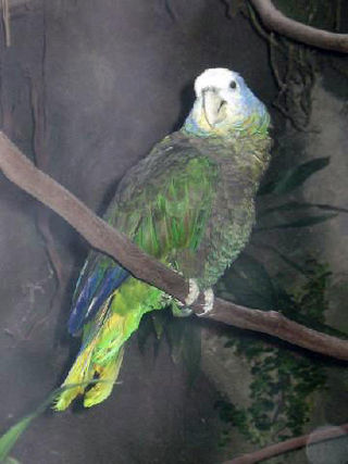 <span class="mw-page-title-main">Funds for Endangered Parrots</span> German non-governmental organisation