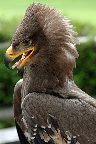 File:Steppe Eagle Aquila nipalensis head.jpg
