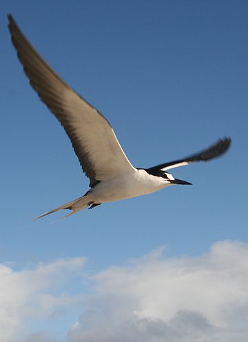 File:Sterna fuscata flight.JPG