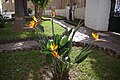 Strelitzia reginae