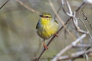 <span class="mw-page-title-main">Stripe-throated jery</span> Species of bird