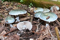 Stropharia caerulea 03. 
 JPG