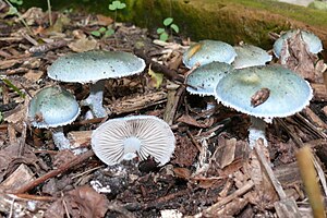 Stropharia caerulea 03.JPG