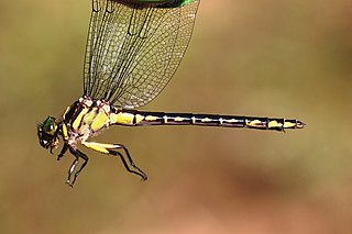 <i>Stylurus amnicola</i> Species of dragonfly