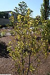 Styrax americanus 6zz.jpg