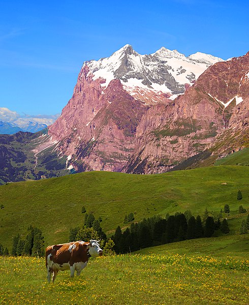 File:Swiss Countryside (15404388871).jpg