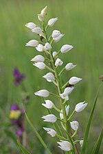 Photographie en couleurs d'une tige abondamment fleurie de fleurs blanches.