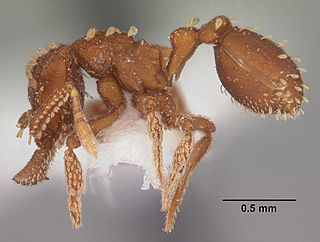 <i>Talaridris</i> Genus of ants