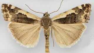 <i>Tarache augustipennis</i> Species of moth