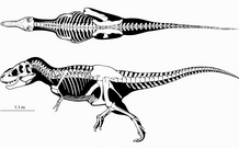 Tarbosaurus getting Leg-Checked by an Ankylosaur