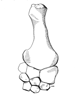 <i>Tatenectes</i> Genus of extinct plesiosaur from the upper Jurassic