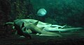 File:Tawny nurse sharks (Nebrius ferrugineus), Underwater World, Sentosa, Singapore - 20070706.jpg