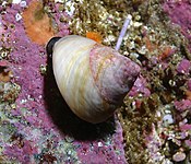 Dusky turban snail (Tegula pulligo).