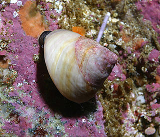 <i>Tegula pulligo</i> species of mollusc