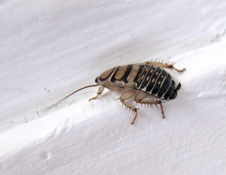 File:Temnopteryx species Zebra Cockroach Uniondale South Africa 0888.jpg