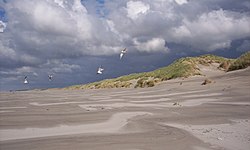 Terschelling Dunes.jpg