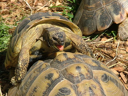 Хвост черепахи. Testudo Hermanni boettgeri. Балканская черепаха. Балканская сухопутная черепаха. Балканская рептилия.