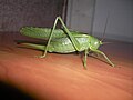 Tettigonia viridissima