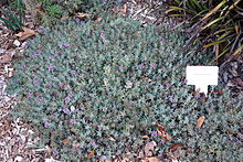Teucrium aroanium - San Luis Obispo Botanik Bahçesi - DSC05878.JPG